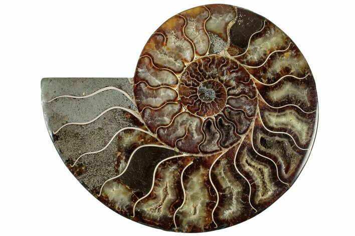 Cut & Polished Ammonite Fossil (Half) - Madagascar #308623